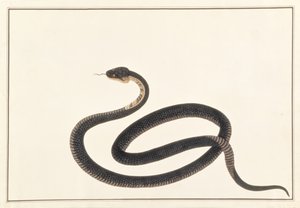 Slang, uit Tekeningen van Dieren, Insecten en Reptielen uit Malakka, ca. 1805-18